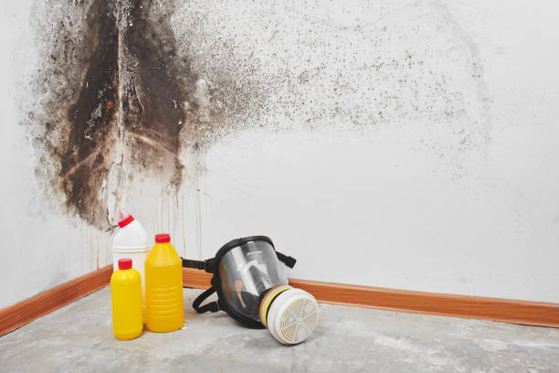Best Local Mold Removal Service  in Shoreacres, TX