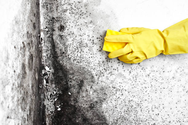 Best Best Mold Removal Companies  in Shoreacres, TX