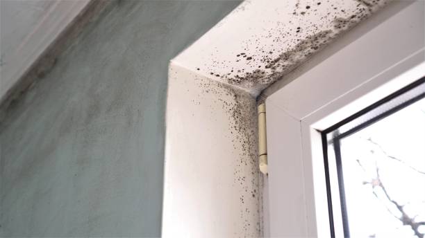 Best Crawl Space Mold Removal  in Shoreacres, TX
