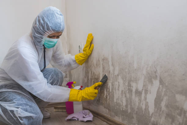 Mold Removal and Inspection in Shoreacres, TX