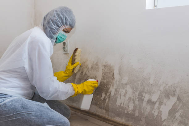 Best Home Mold Removal  in Shoreacres, TX