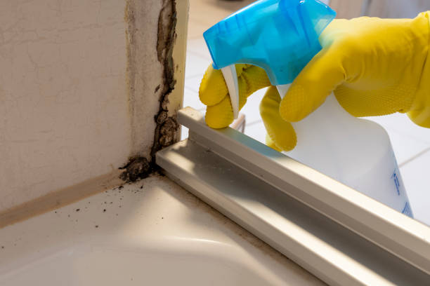 Best Mold Testing and Removal  in Shoreacres, TX