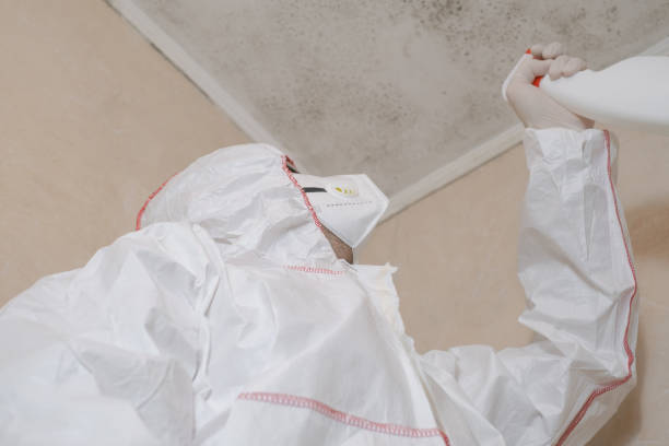 Best Attic Mold Removal  in Shoreacres, TX