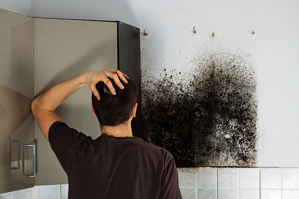 Best Local Mold Removal Service  in Shoreacres, TX