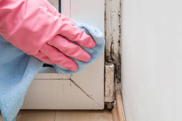 Best Black Mold Removal  in Shoreacres, TX